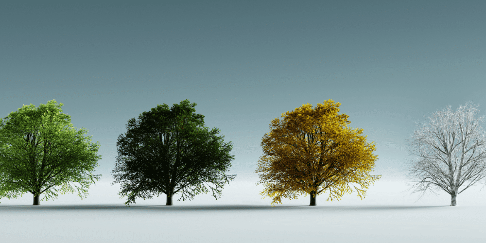 A tree in different stages of leafing representing the four seasons
